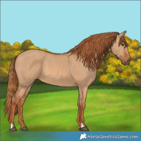 Horse Color:Red Dun 