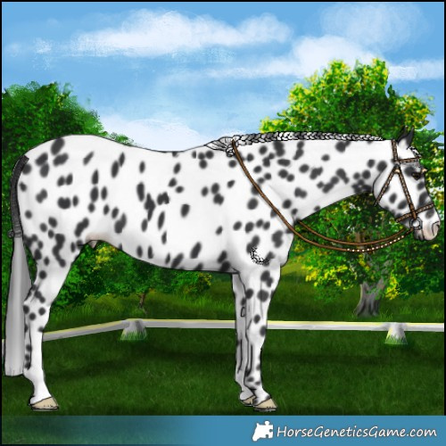 Horse Color:Black Leopard 