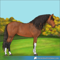 Horse Color:Bay Tobiano 