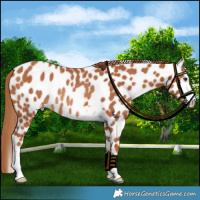 Horse Color:Chestnut Leopard Rabicano 