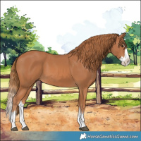 Horse Color:Chestnut Splash 