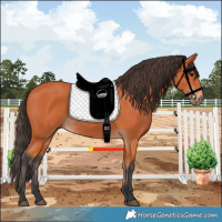 Horse Color:Bay 