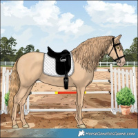 Horse Color:Gold Champagne