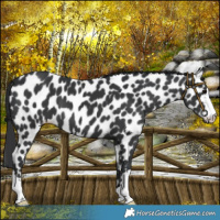 Horse Color:Black Appaloosa 