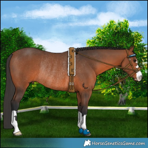 Horse Color:Bay Rabicano