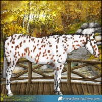 Horse Color:Bay Near Leopard