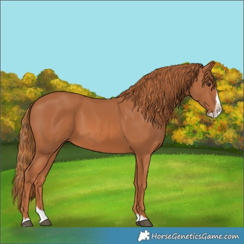Horse Color:Chestnut Splash 