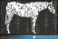 Horse Color:Black Leopard 