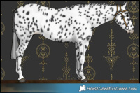 Horse Color:Black Leopard