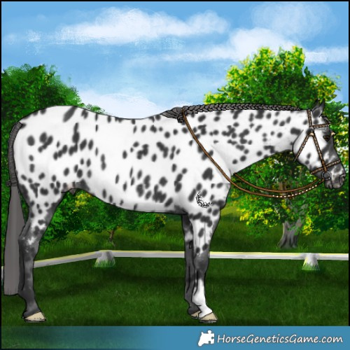 Horse Color:Black Appaloosa Rabicano 