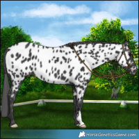 Horse Color:Black Appaloosa Rabicano 