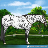 Horse Color:Black Near Leopard Rabicano 