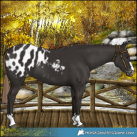 Horse Color:Liver Chestnut Blanket 