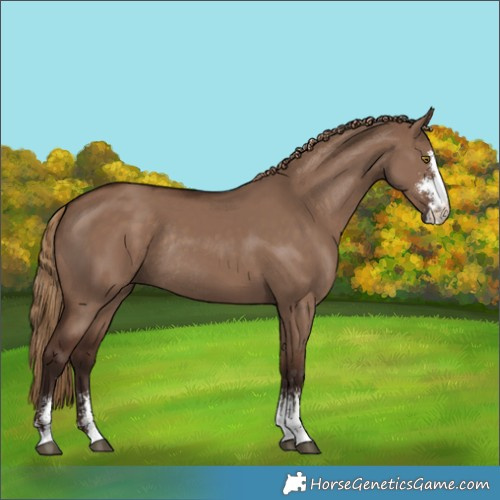 Horse Color:Liver Red Dun Sabino Rabicano 