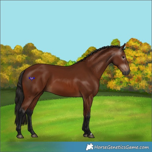 Horse Color:Gray Bay 
