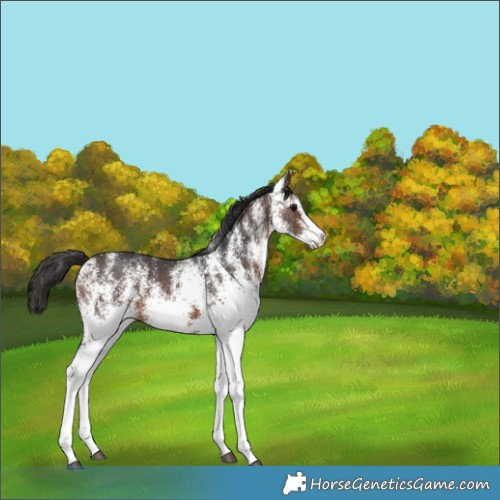 Horse Color:White Spotted Bay 