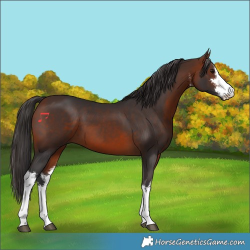 Horse Color:White Spotted Bay 