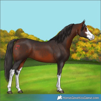 Horse Color:White Spotted Bay 