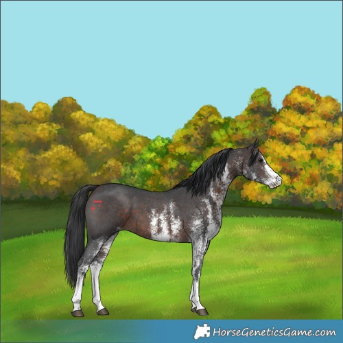 Horse Color:White Spotted Brown 