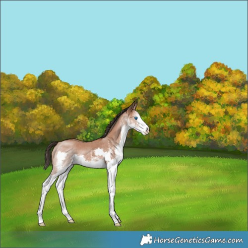 Horse Color:White Spotted Bay Splash 