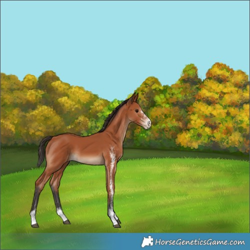 Horse Color:White Spotted Bay 