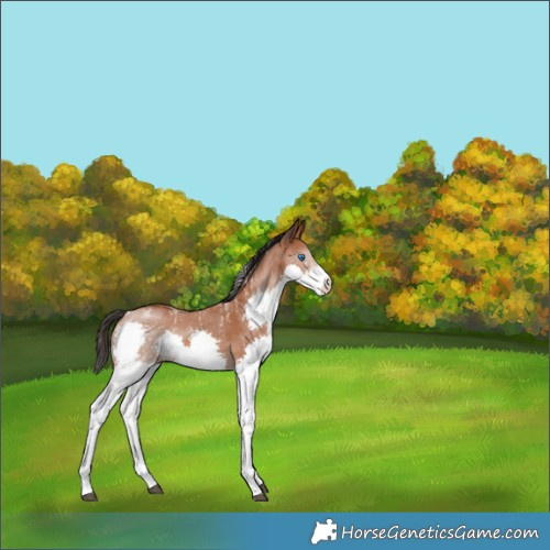 Horse Color:Powder White Bay Sabino Splash Rabicano 