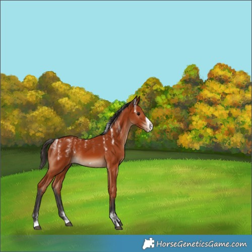 Horse Color:Powder White Bay Frame Rabicano 