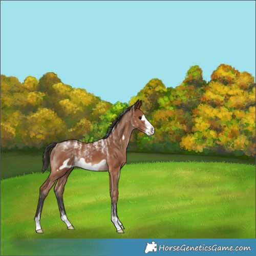 Horse Color:Powder White Bay Frame 
