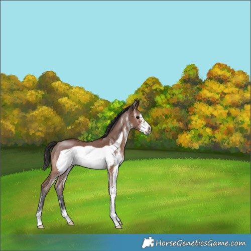 Horse Color:White Spotted Brown Frame 