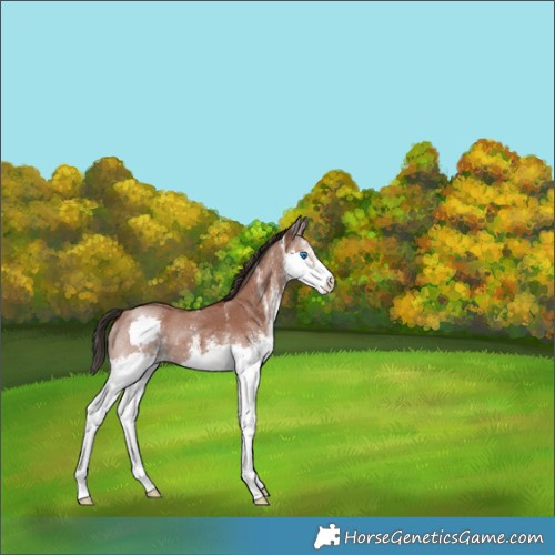Horse Color:White Spotted Bay Splash 