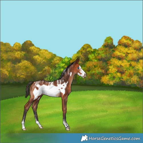 Horse Color:Powder White Bay Frame Rabicano 