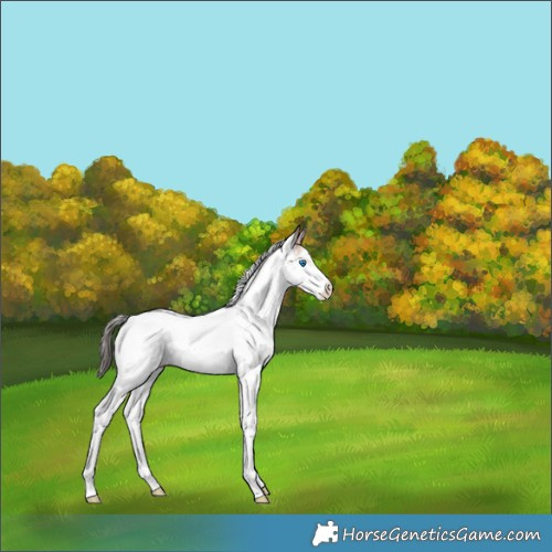Horse Color:White Spotted Bay Splash Rabicano 