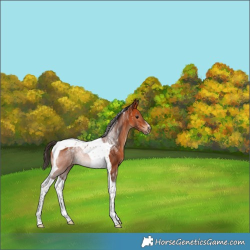 Horse Color:Powder White Bay Tobiano Rabicano 