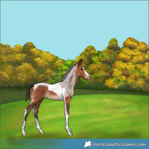 Horse Color:Bay Tobiano Rabicano 