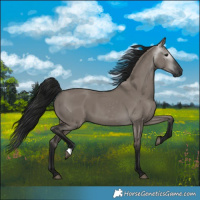 Horse Color:Gray Grullo 