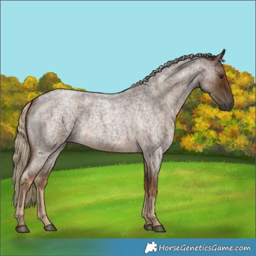 Horse Color:Gray Chocolate Palomino Roan 