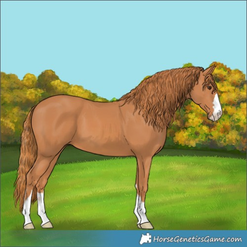 Horse Color:Chestnut 