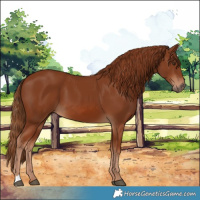 Horse Color:Chestnut 