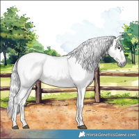 Horse Color:Gray Chestnut 