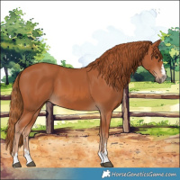 Horse Color:Chestnut 