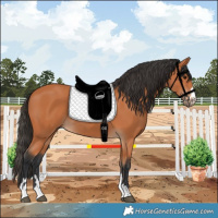 Horse Color:Bay 