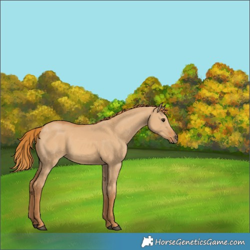 Horse Color:Unknown 