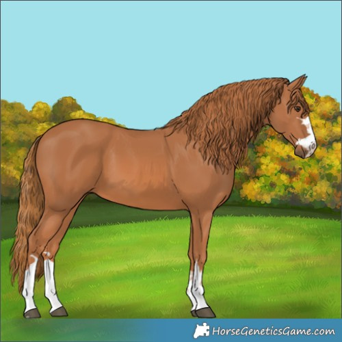 Horse Color:Chestnut 