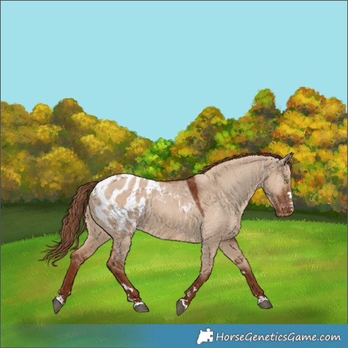 Horse Color:Red Dun Appaloosa 