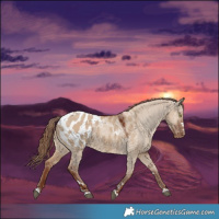 Horse Color:Red Dun Appaloosa 