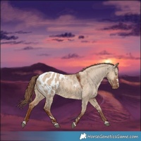 Horse Color:Red Dun Appaloosa 