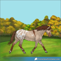 Horse Color:Red Dun Appaloosa