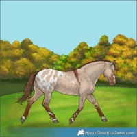 Horse Color:Red Dun Appaloosa 