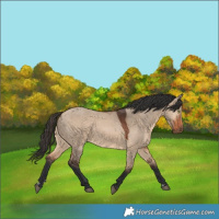 Horse Color:Bay Dun 