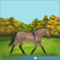 Horse Color:Bay Dun